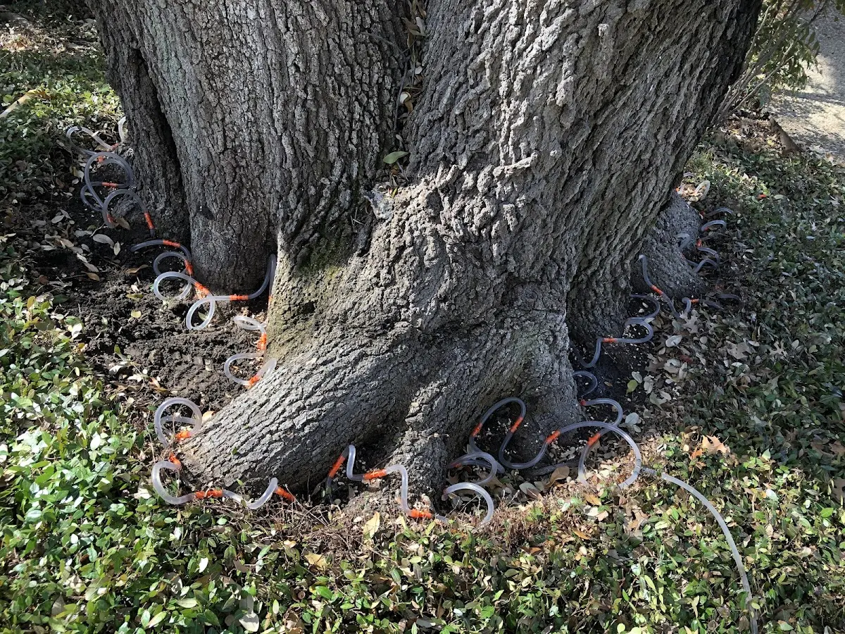 Detailed Tree Cabling and Bracing job site in Horse Creek