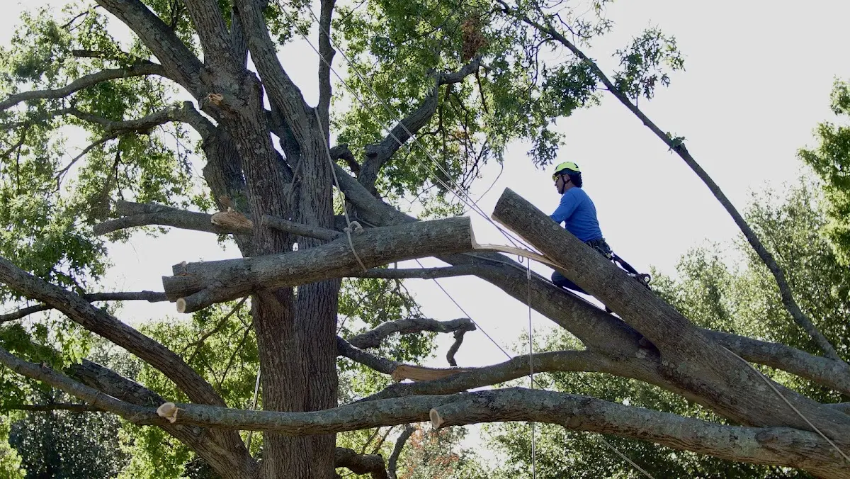 Professional Crown Thinning performed by certified arborists in Horse Creek